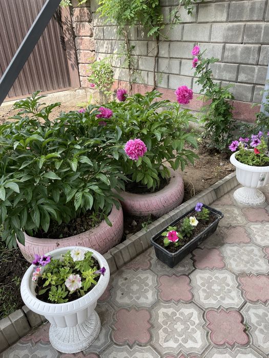 Недвижимость в бесагаше