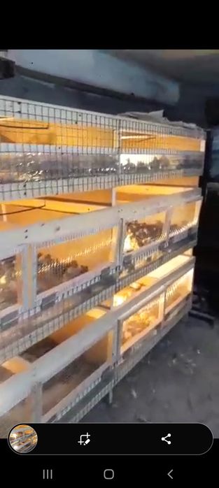 Bedona juja 40 kunlik 100% mokyonchalarni zakas olaman sifatli don bil