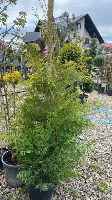 Tuia brabant 160-170cm