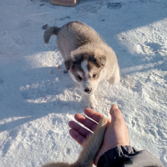 Отдам щенков бесплатно