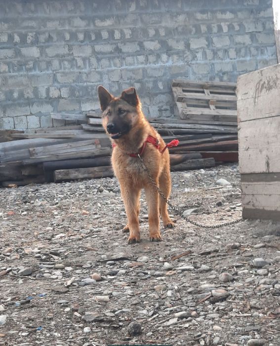 Срочна Продам немецкий овчарка