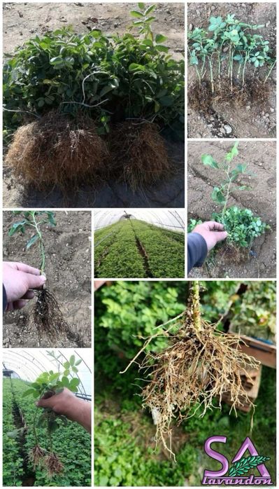 Маслодайна роза разсад – Дамасцена, Алба, Сентифолия, гол корен