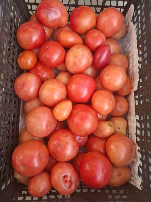 Продам  домашние помидоры