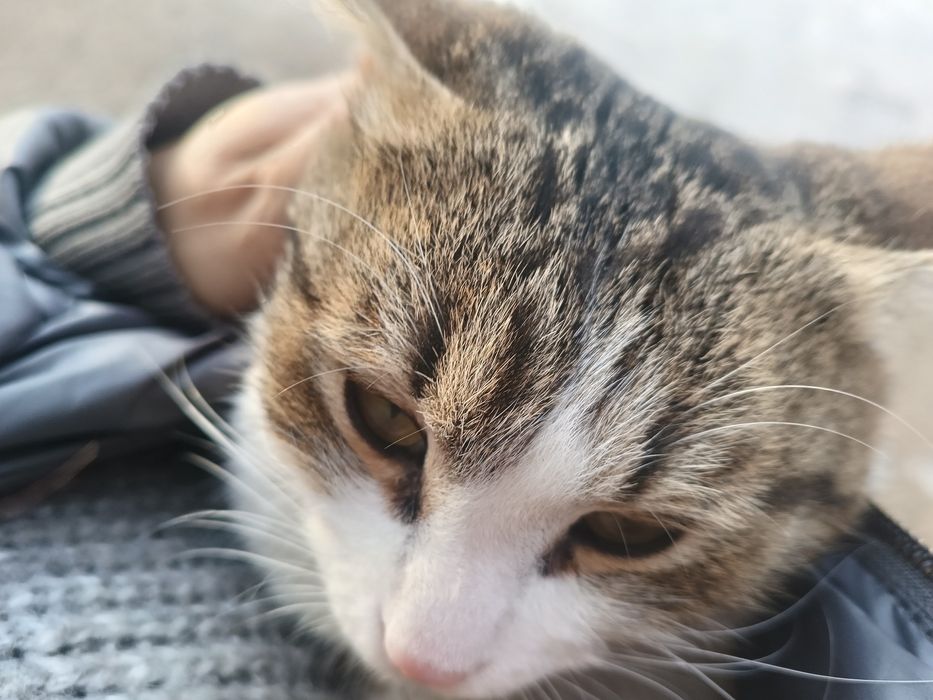 Кот в хорошие руки