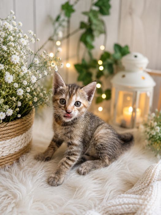 Котята Европейспие короткошерстные
