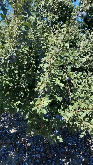 Prună pentru țuică & palincă