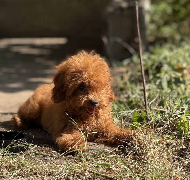 Чистокръвен Той пудел момченце - Toy Poodle