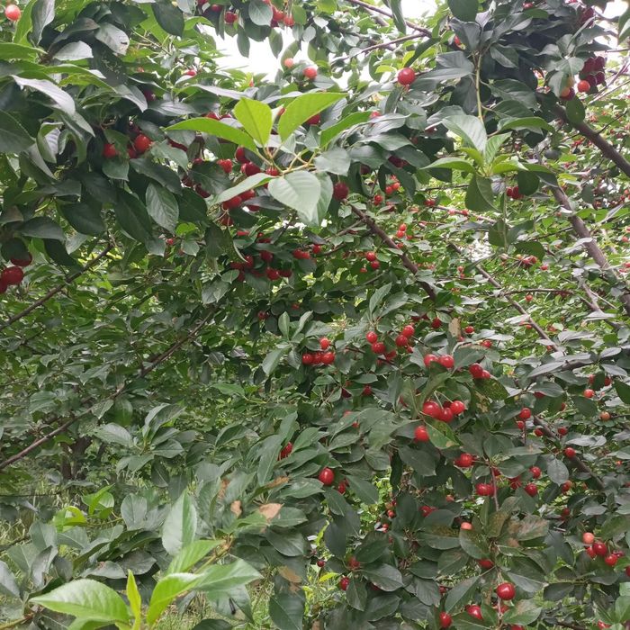 ШПАНКА ШПОНКА Кучатларимиз бор сортига падвойига кафолат берамиз