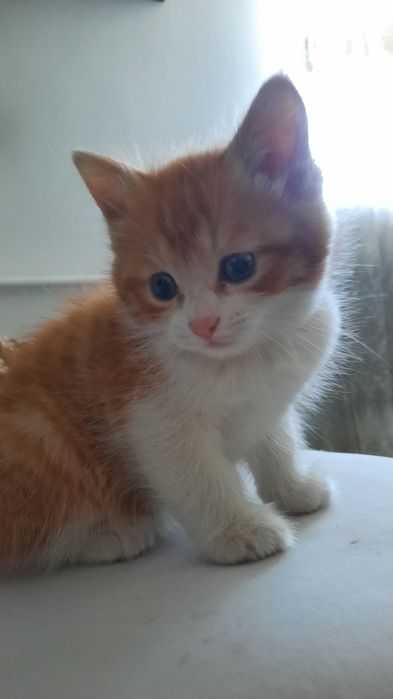 Ул мысык  ( кот)