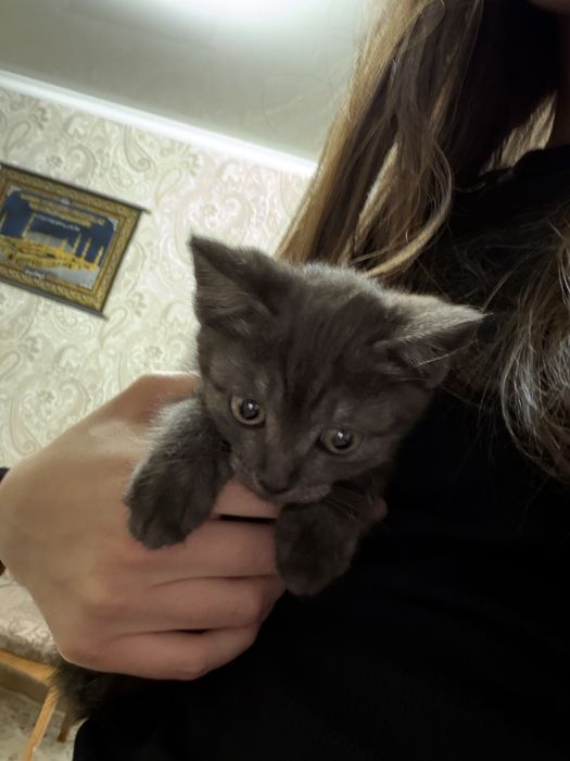 Отдам котят в добрые руки