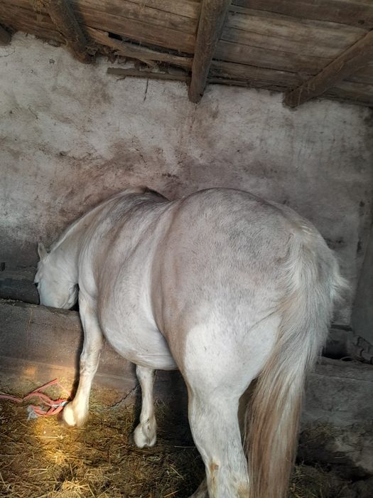 Vând Armăsar vârstă 8 ani