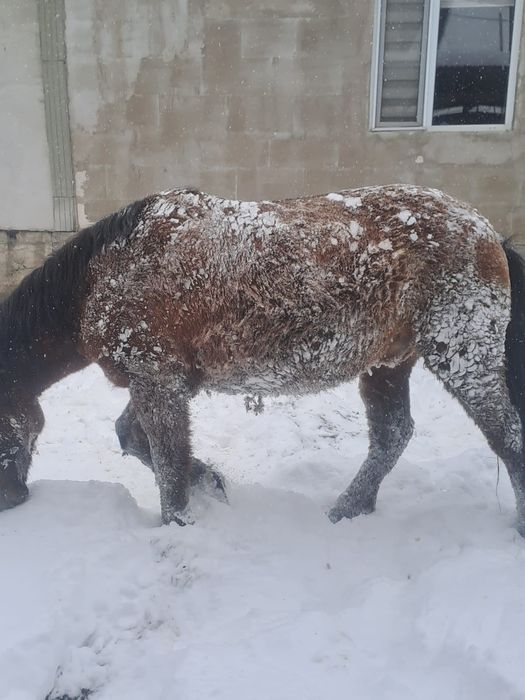 Семіз  жылқы сатылады