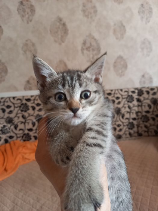 Отдам в добрые руки котят девочки