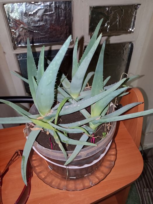 Продам цветы алое