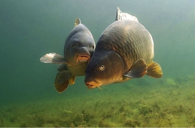 Зарибителен материал Шаран