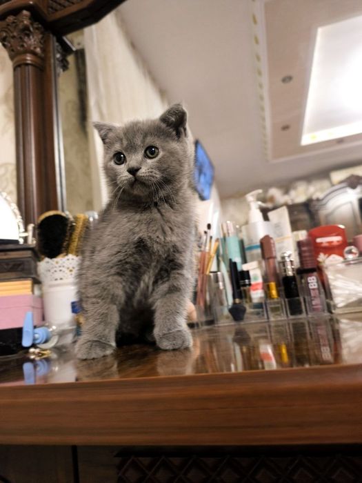 Scottish Fold 2026