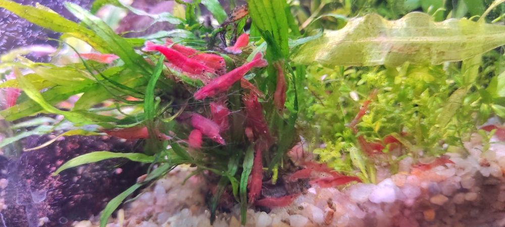 Креветки вишни(черри)