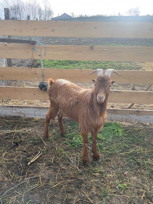 Vând sau schimb 2 țapi cu o capră cu lapte