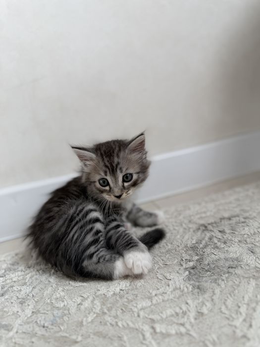 Шотладнский котенок мальчик