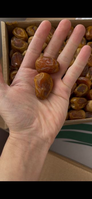 финики суккари в астане