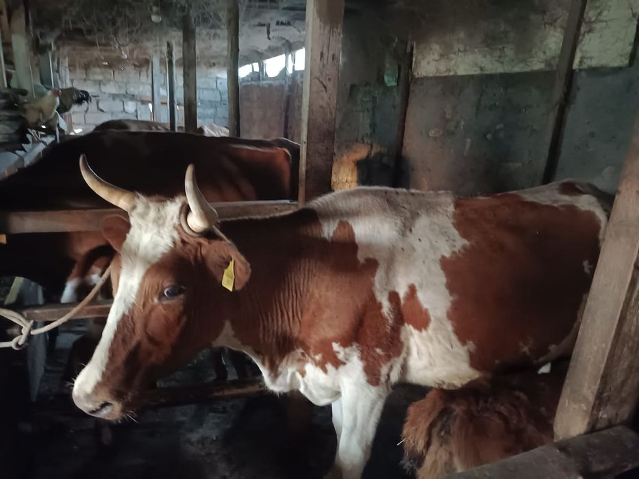 Корова с телёнком