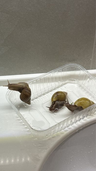 Улитки косметические подростки