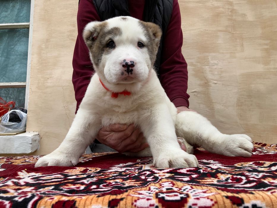 Щенок Алабая ( супер Гигант ) чистокровный