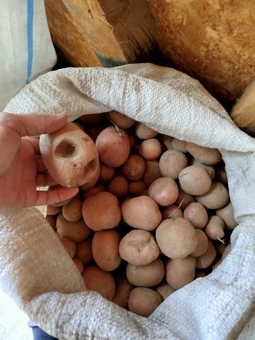 Cartofi pentru animale