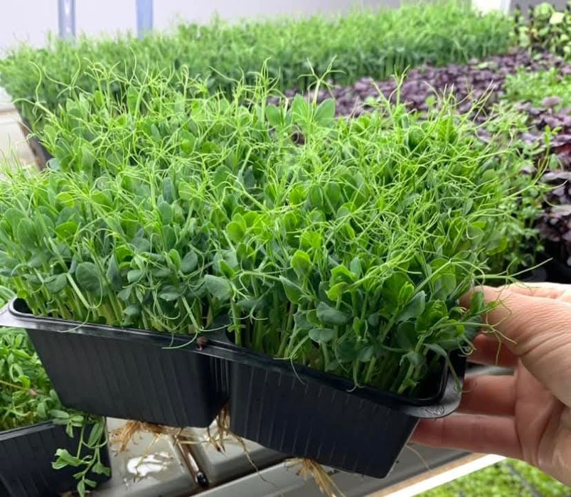 Vând microplante crescute bio