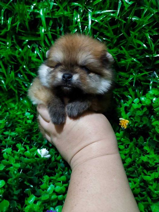 Померанский Шпиц