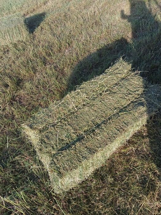 Қымыз, бал қымыз