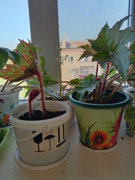 Продам комнатные растения бегония