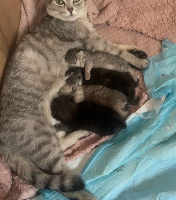 1 мальчик 1 девочка. Котята
