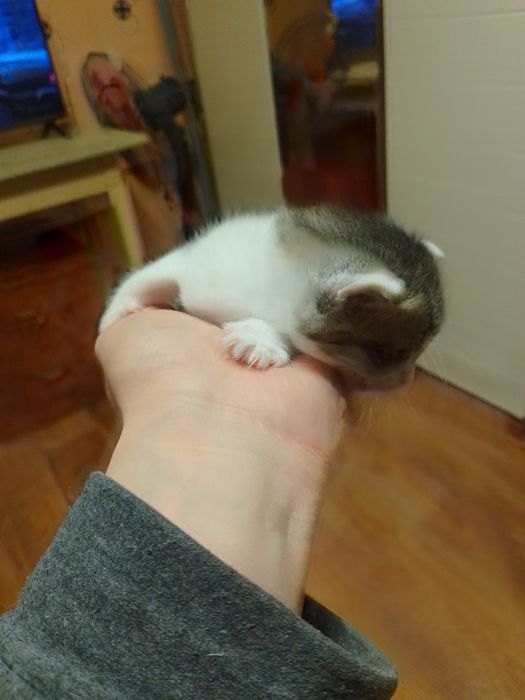 Отдам Даром Котят