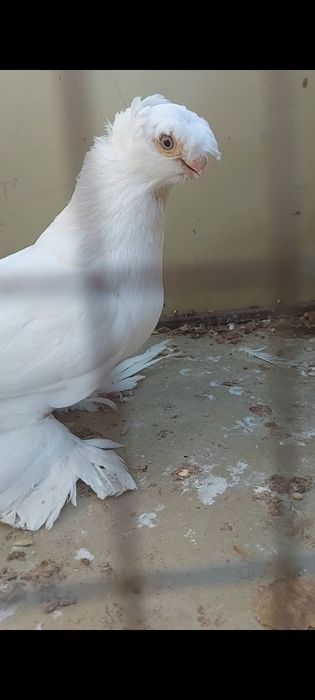 Голуби гульбадам