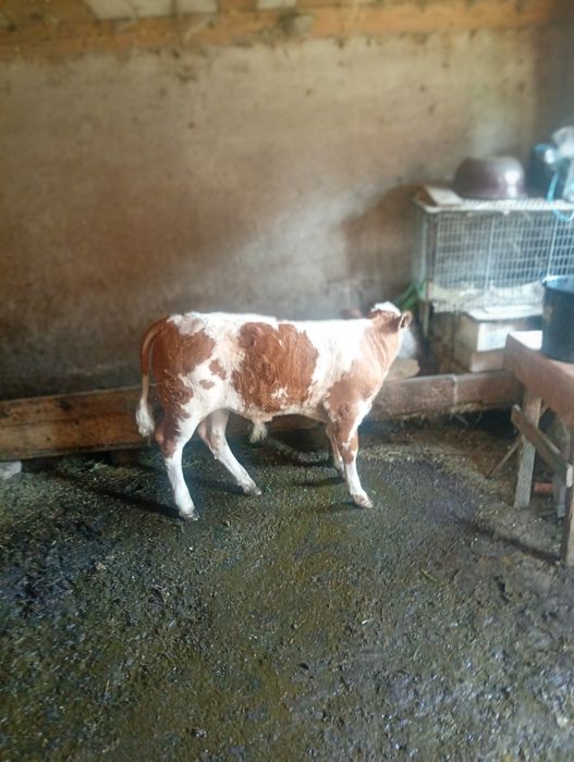 Vând vițel balțat românesc 10 sapt