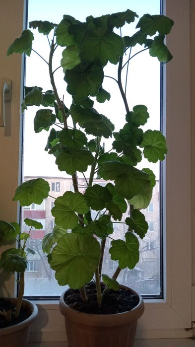 Герань цвет розовый.