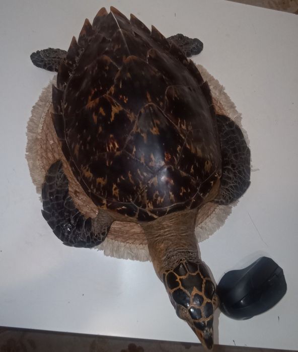 Чучело морской черепахи