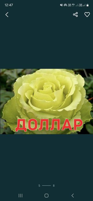 Розы Саженцы оптом