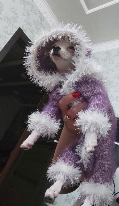 одежки для собачек и кошек