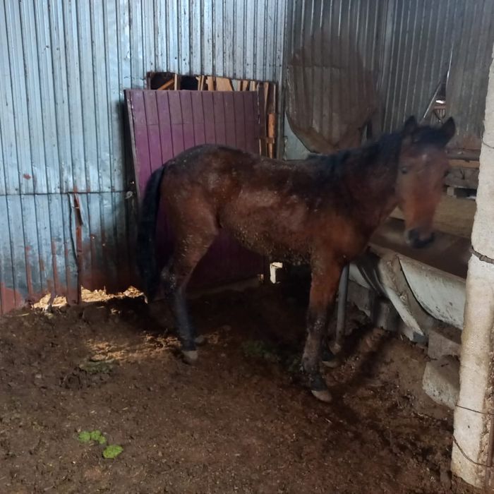 Жылқы сатылады…….