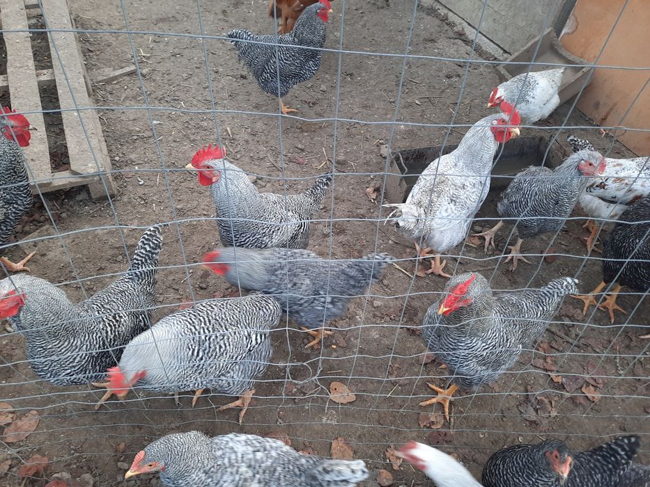 Vand cocosi rasa Plymouth,8 luni