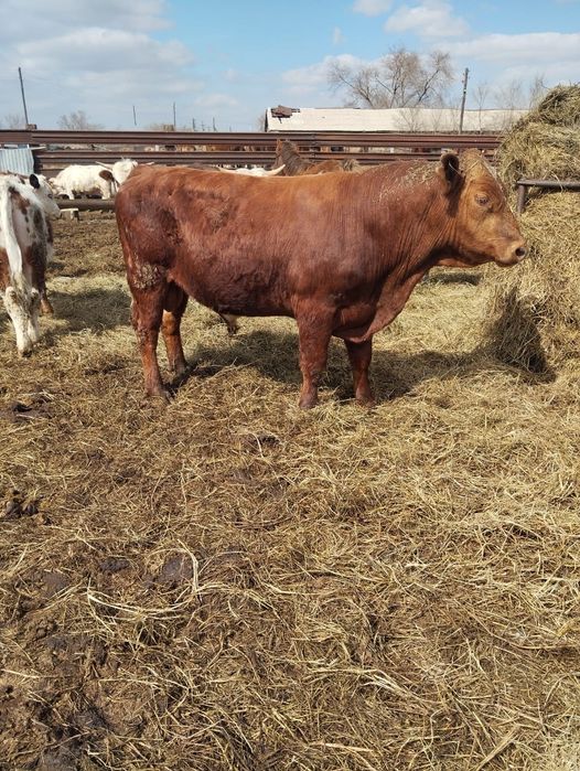 Продам мясо говядины бычки