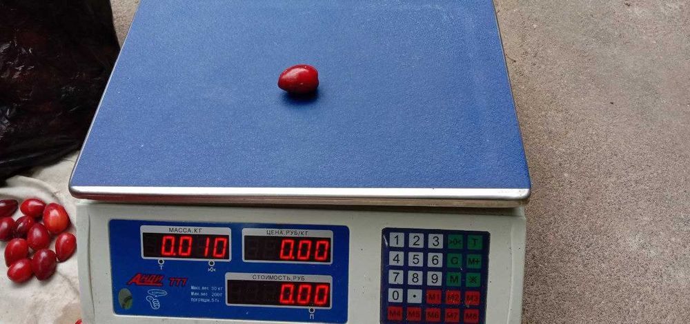 Кизил дерево и ягоды