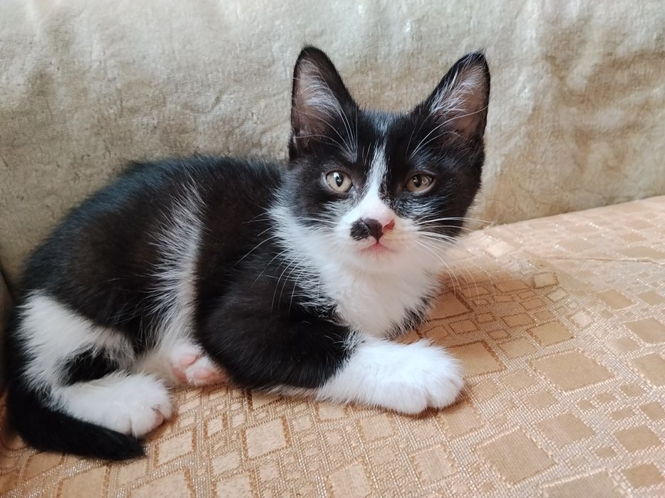 Отдам котёнка в добрые руки