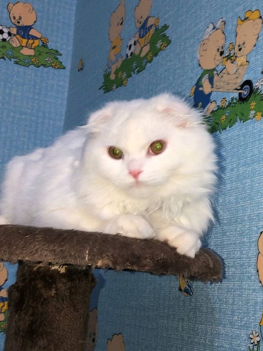 Мушук хейландфолд