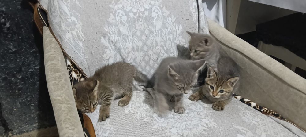 Отдам котят в хорошие руки