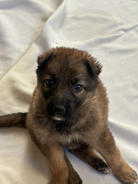 Отдам щенка девочку