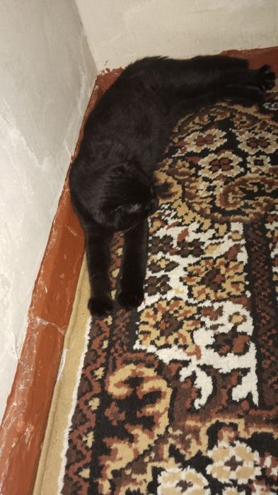 Продаётся идеалный фолд не дорого.