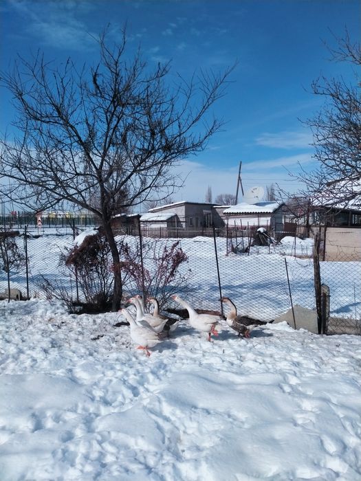 Продаются гуси..